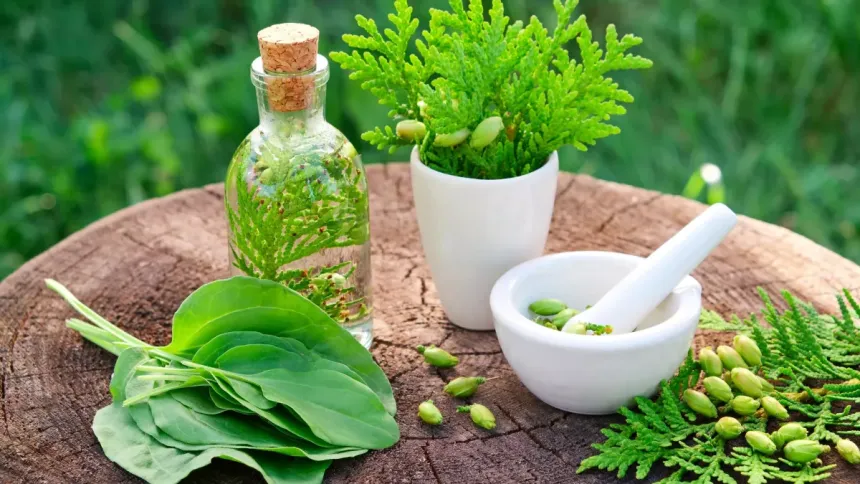Plantes médicinales, mortier et macérat sur une souche — Pauline Olive, naturopathe certifiée